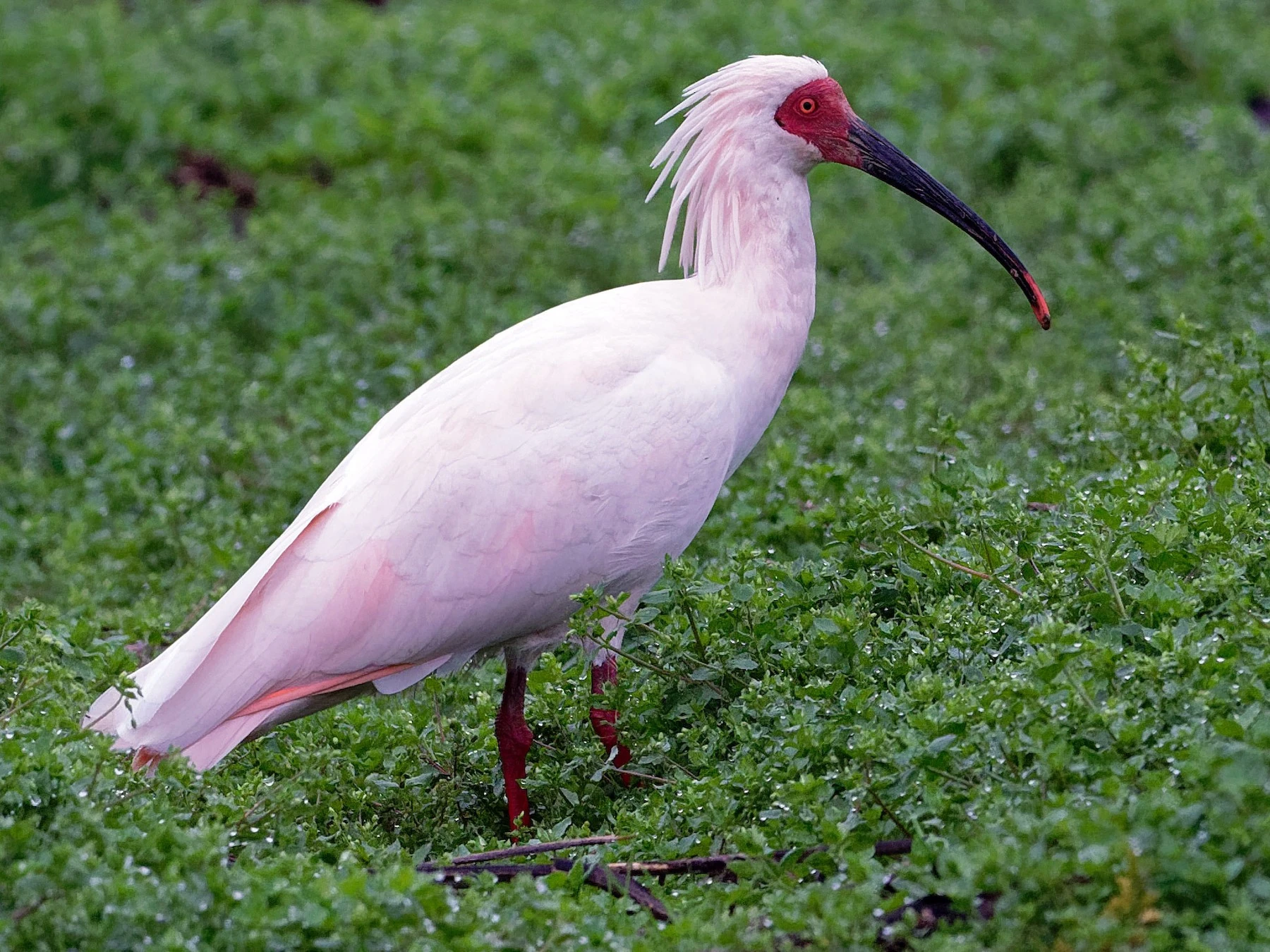 Crested Ibis Project Zoo Wiki Fandom