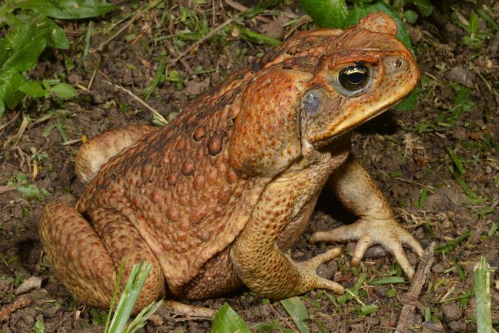 Cane Toad | Project Zoo Wiki | Fandom