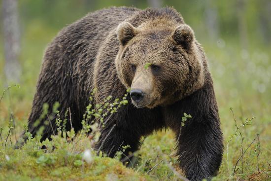 Brown bear - Wikipedia