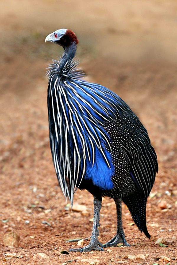 Vulturine Guineafowl, Project Zoo Wiki