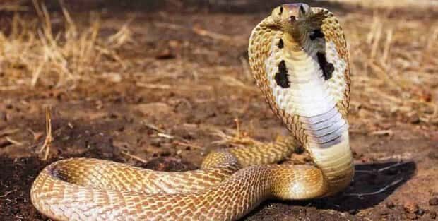 Indian cobra - Wikipedia