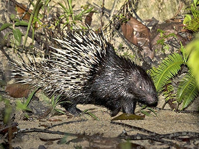 マレーヤマアラシ（Malayan porcupine）頭骨 マレーヤマアラシ（Malayan porcupine）頭骨