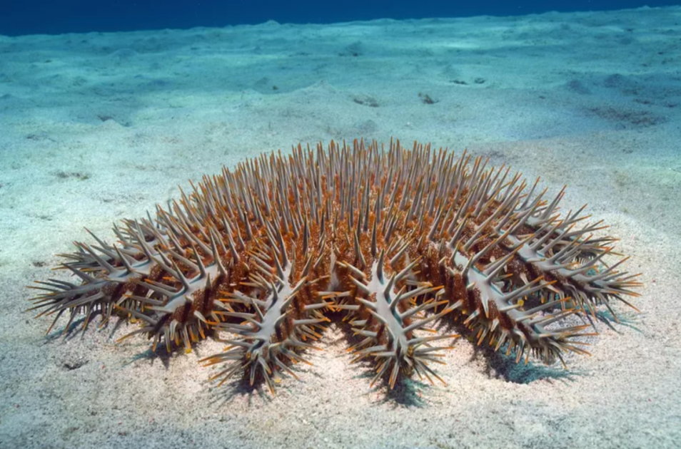 White Thorny Starfish