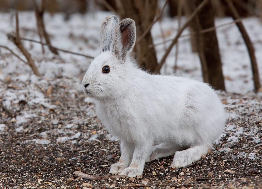 lepus americanus