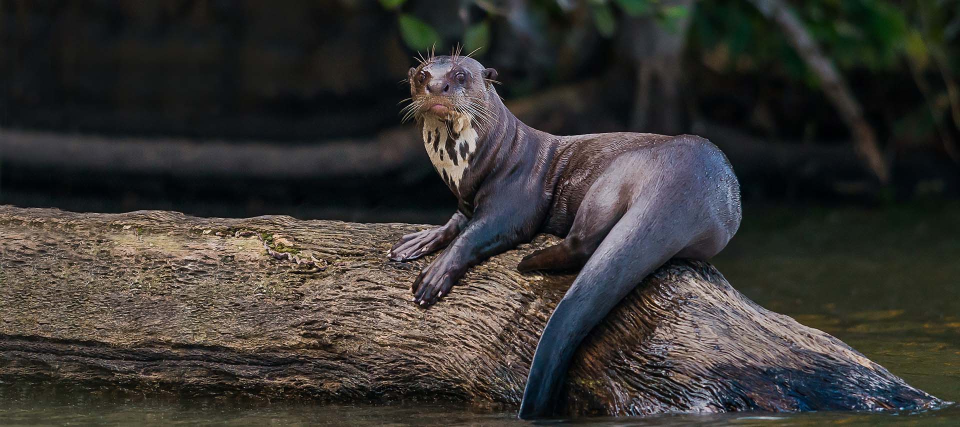 giant river otter