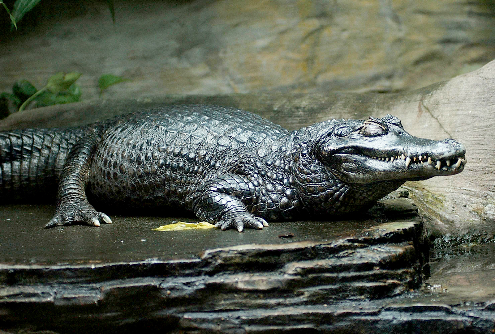 Black Alligator