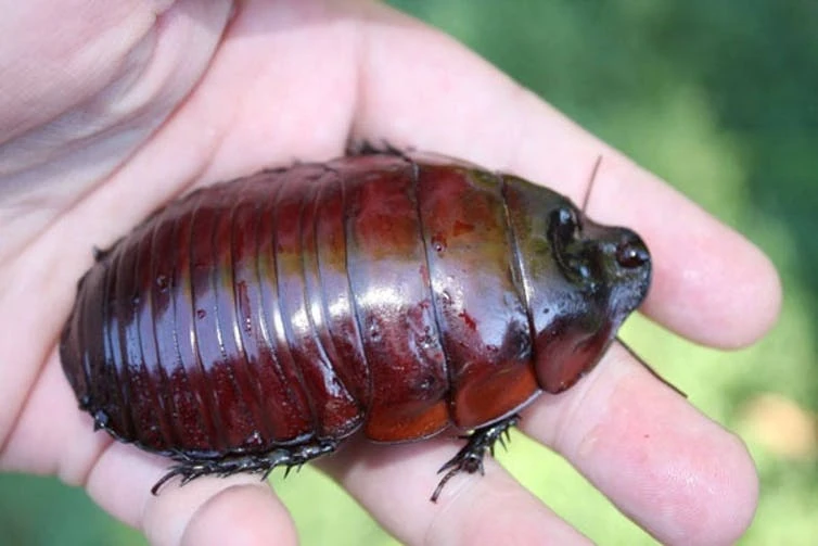 Giant Burrowing Cockroach | Project Zoo Wiki | Fandom