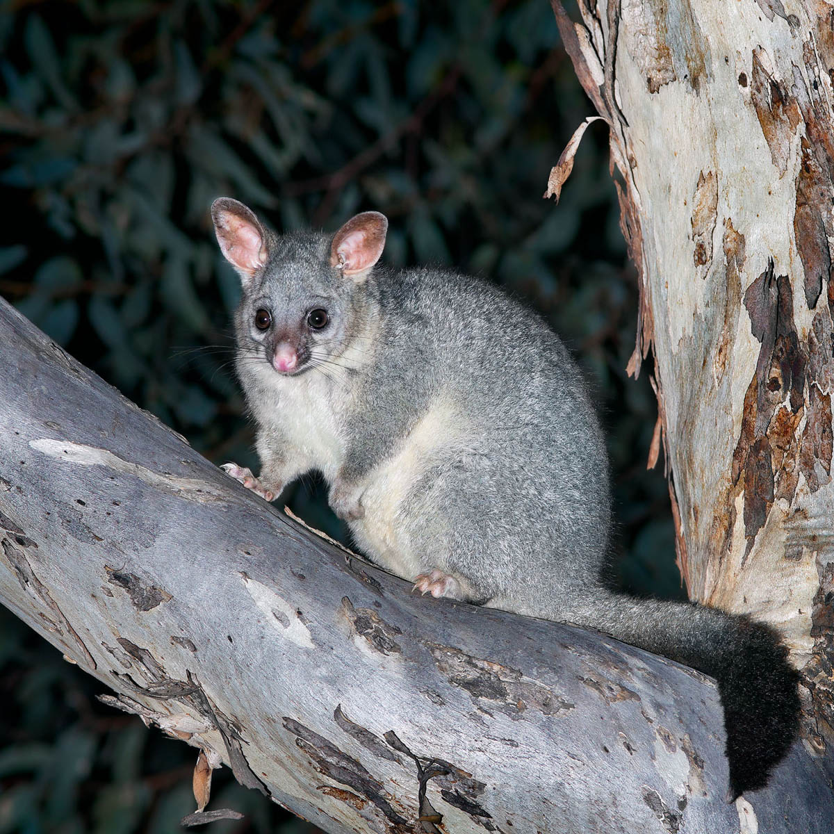 Australian Possum