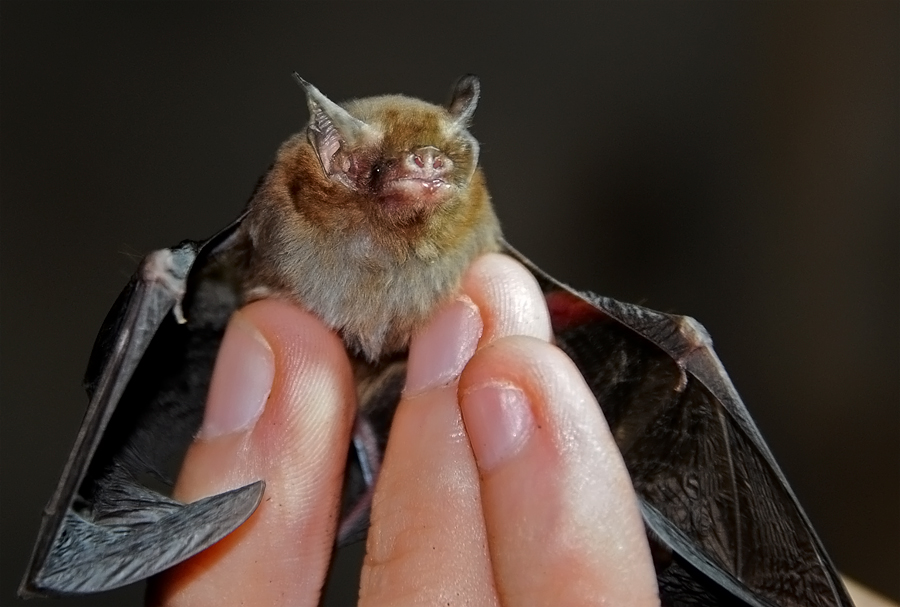 pics Bumblebee Bat Kitti's Hog-Nosed Bat project zoo wiki fandom