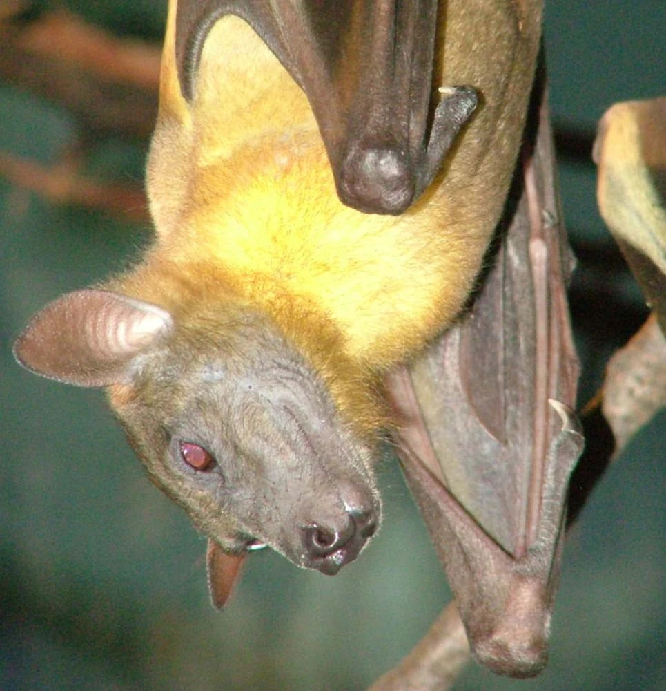 Straw-Coloured Fruit Bat | Project Zoo Wiki | Fandom