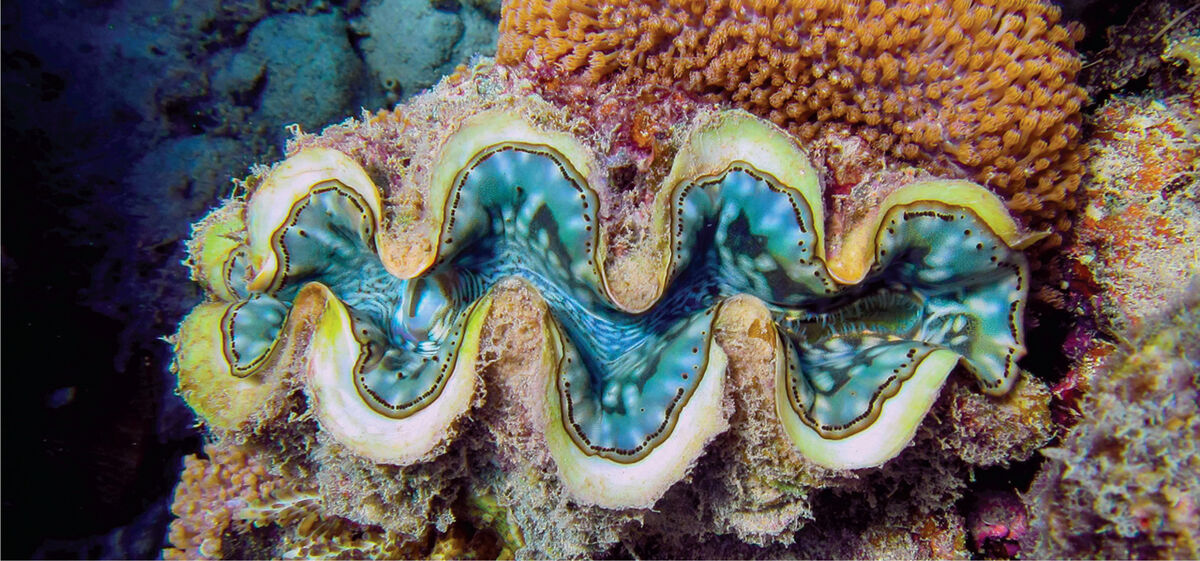 Giant Clam | Project Zoo Wiki | Fandom