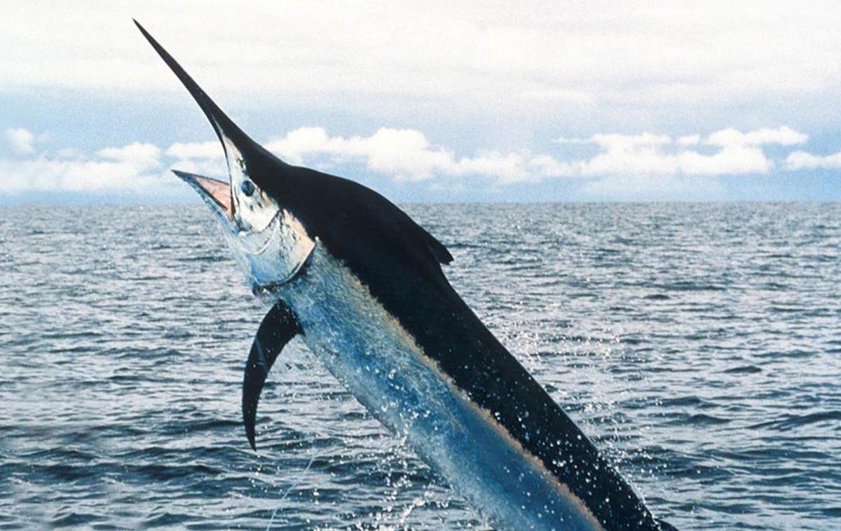 Atlantic blue marlin - Wikipedia