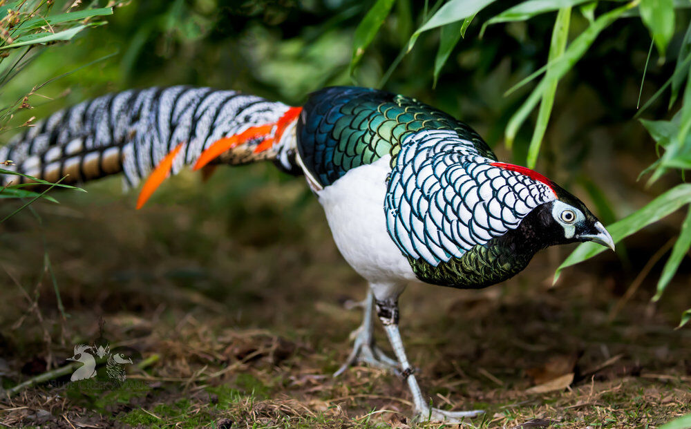 Lady Amherst's Pheasant | Project Zoo Wiki | Fandom