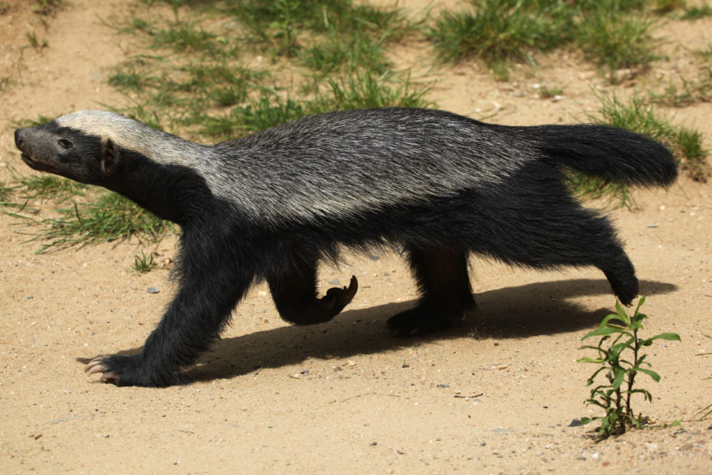 stink badgers iPhone Wallpapers Free Download