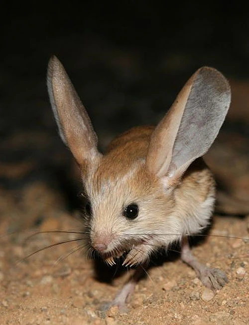 Long-eared Jerboa | Project Zoo Wiki | Fandom