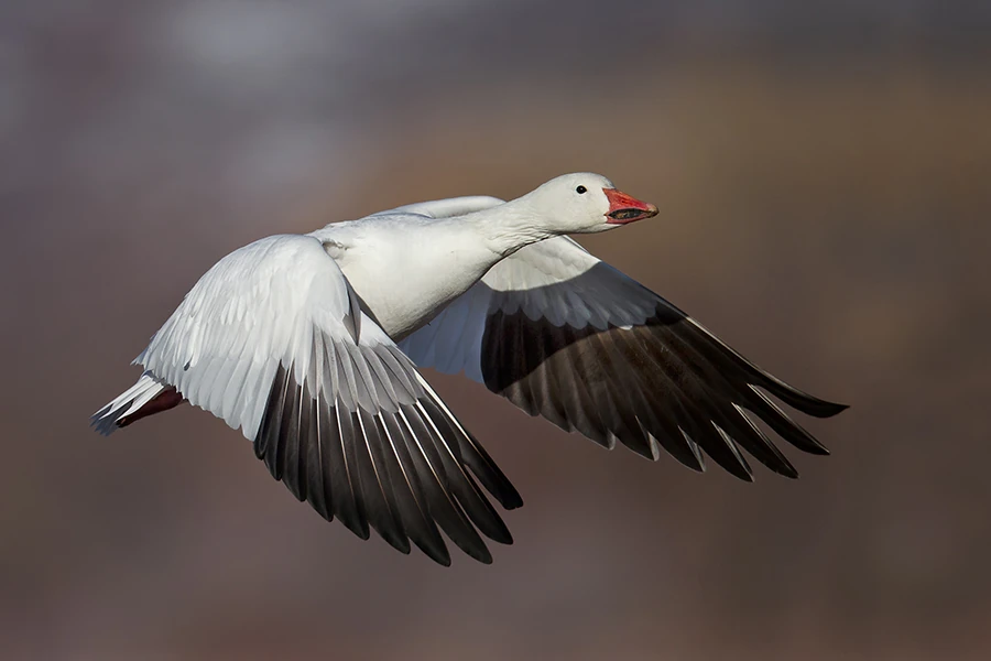 Snow Goose Project Zoo Wiki Fandom