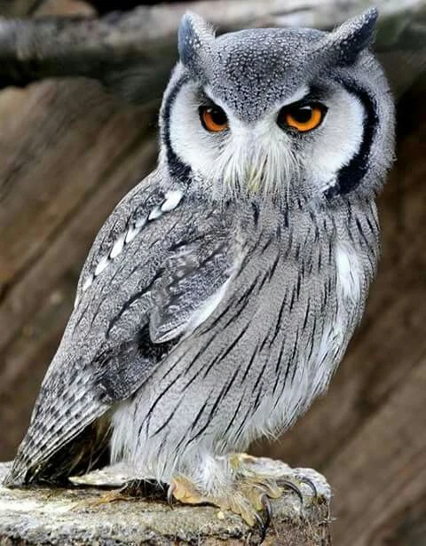 Northern White-faced Owl | Project Zoo Wiki | Fandom