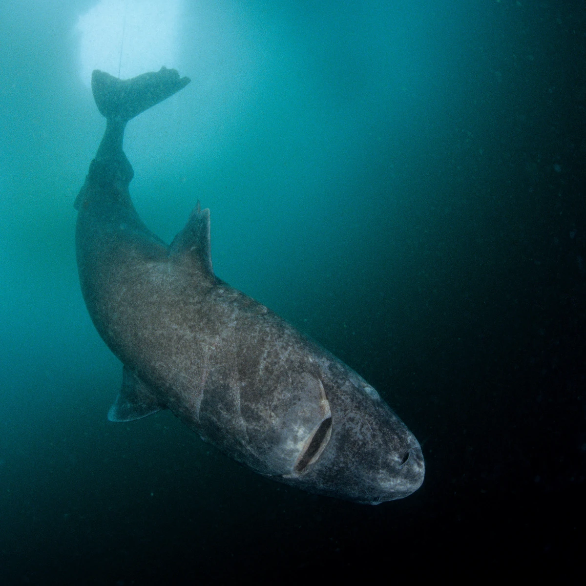 Greenland Shark Project Zoo Wiki Fandom