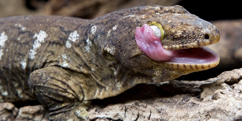 New Caledonian Giant Gecko | Project Zoo Wiki | Fandom