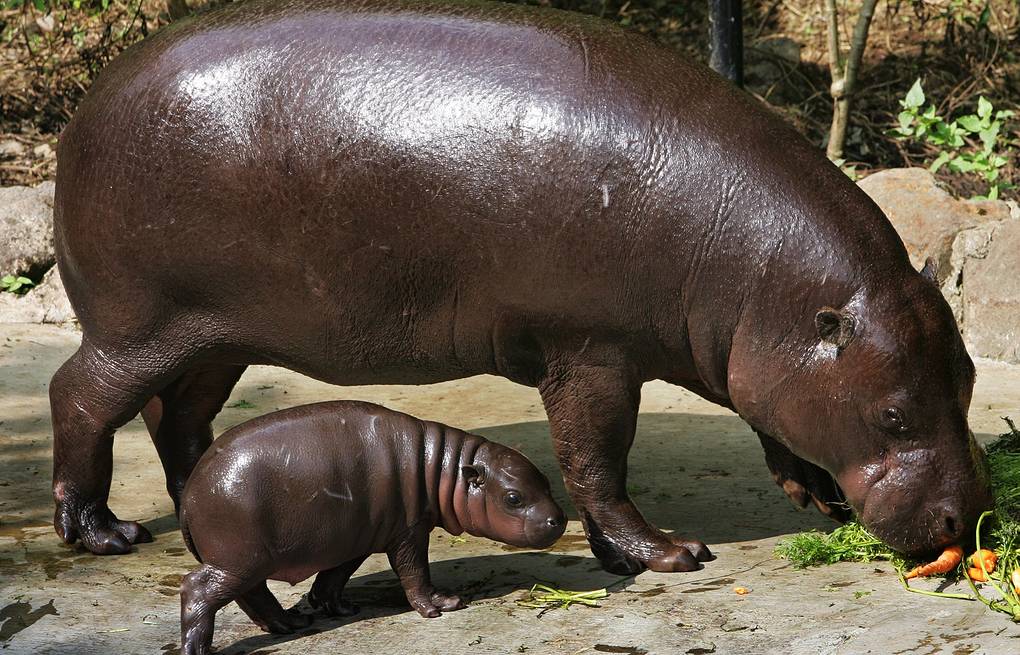 pygmy hippopotamus size