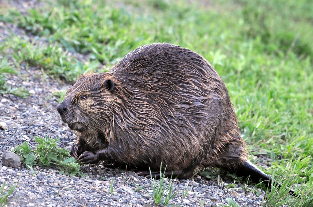 Hairy Beavers