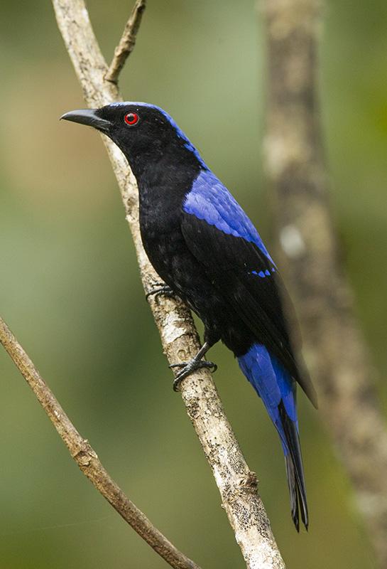 Asian Fairy-bluebird, Project Zoo Wiki