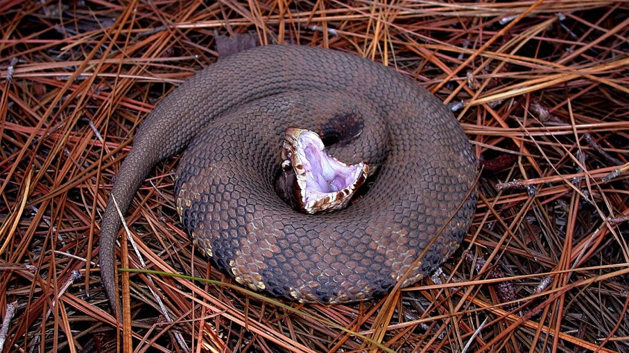 Cottonmouth Project Zoo Wiki Fandom