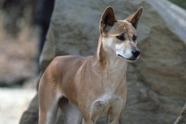 Dingo (Subspecies Canis familiaris dingo) · iNaturalist