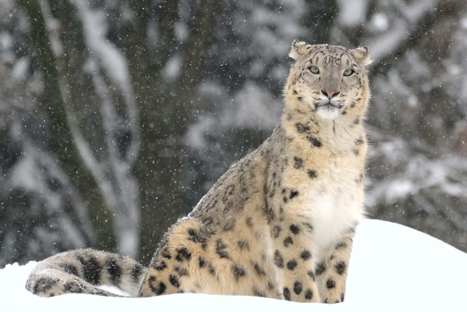 Snow leopard - Wikipedia