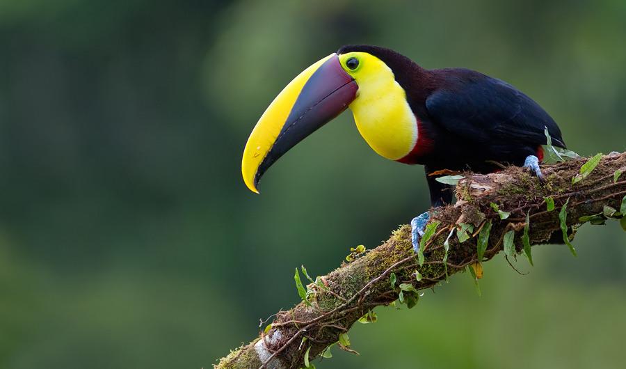 Yellow-Throated Toucan | Project Zoo Wiki | Fandom