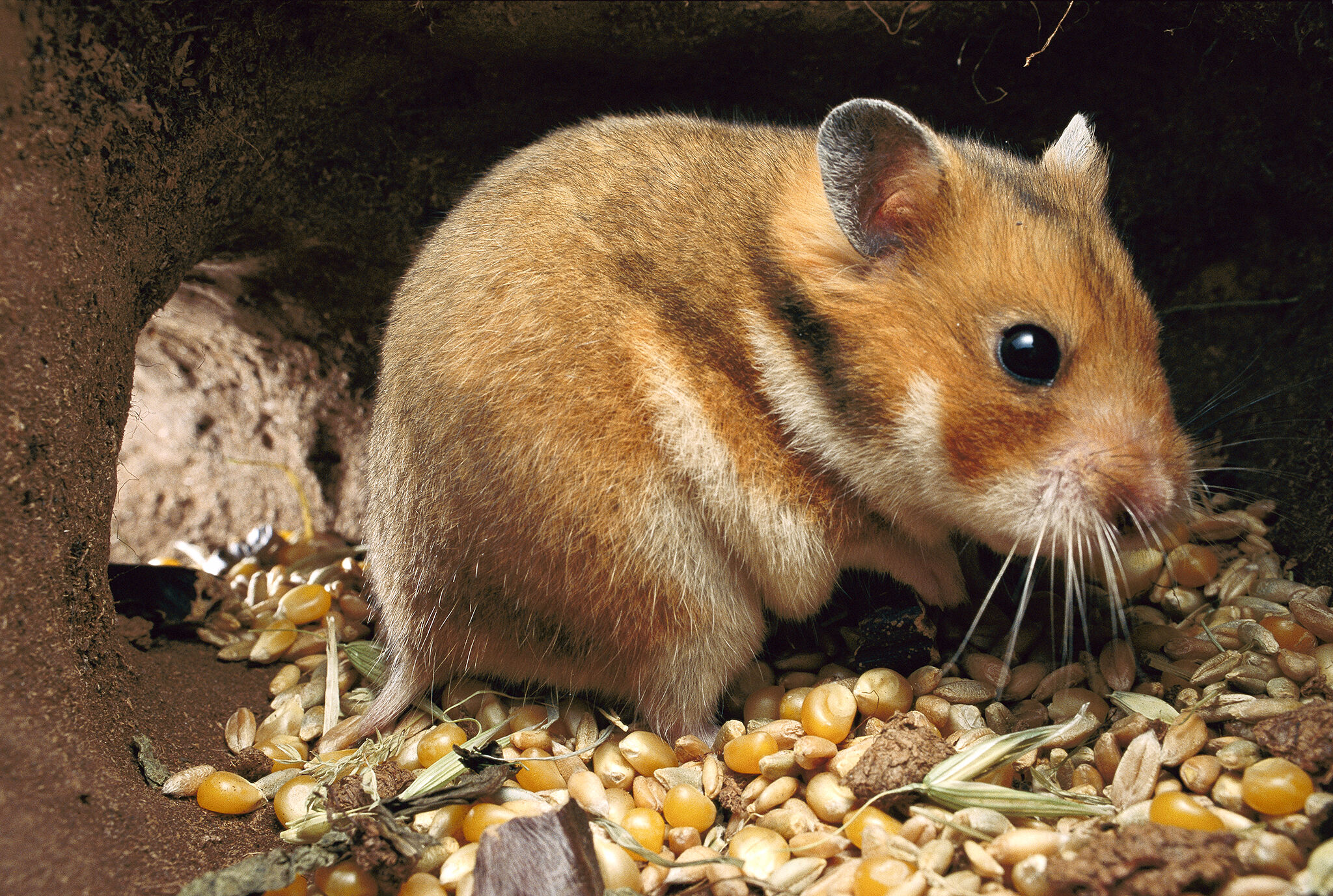 Golden hamster - Wikipedia