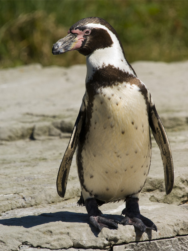 Пингвин гумбольдта. Пингвин Гумбольдта лысый. Перуанские пингвины. Пингвины Гумбольдта рост.
