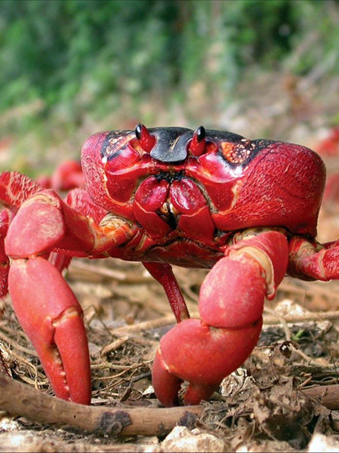 Christmas Island Red Crab  Project Zoo Wiki  Fandom