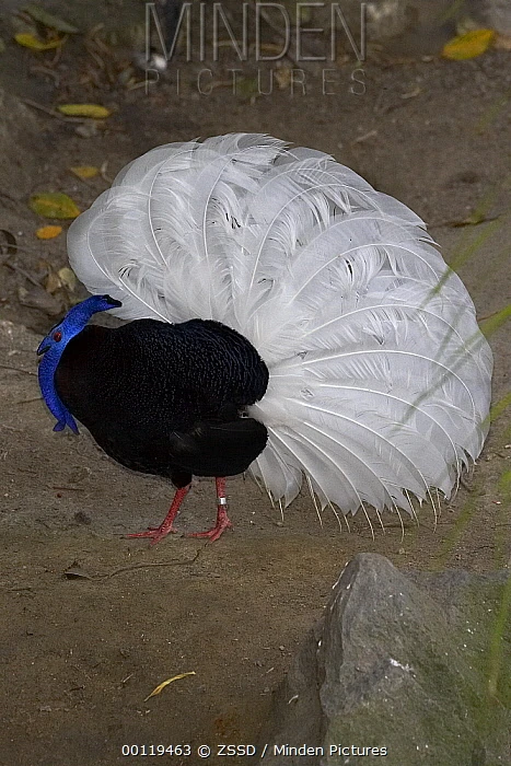 Bulwer's Pheasant | Project Zoo Wiki | Fandom