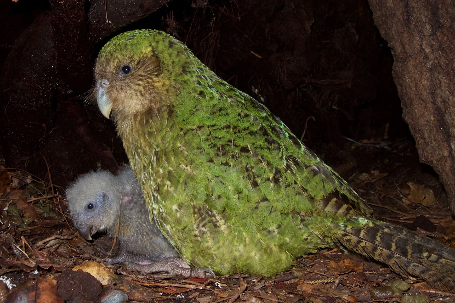 kakapo  Endangered New Zealand Kakapo population boosted by record number