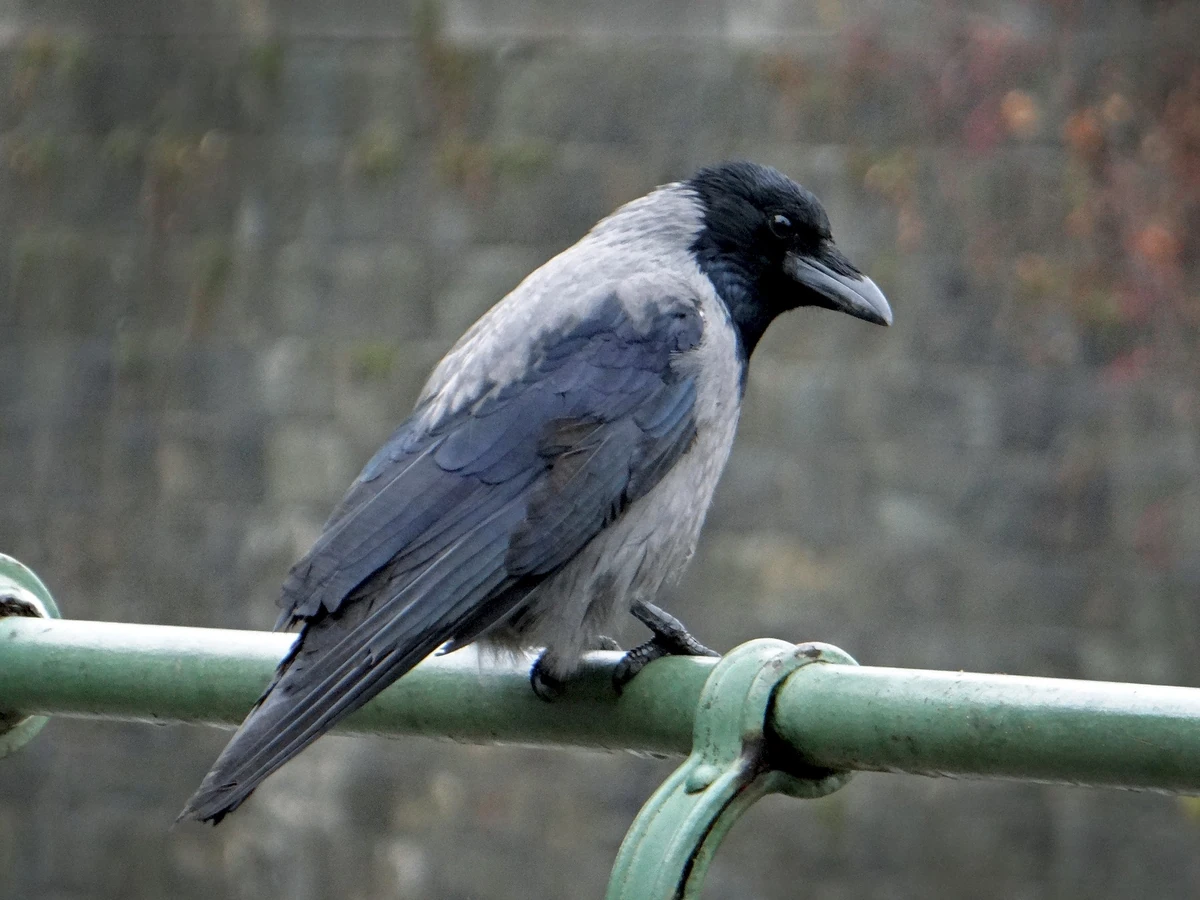 Hooded Crow Project Zoo Wiki Fandom