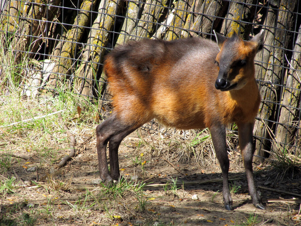 Red-flanked duiker - Wikipedia