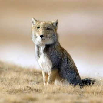 Tibetan Sand Fox Tibetan Sand Fox | Project Zoo Wiki | Fandom