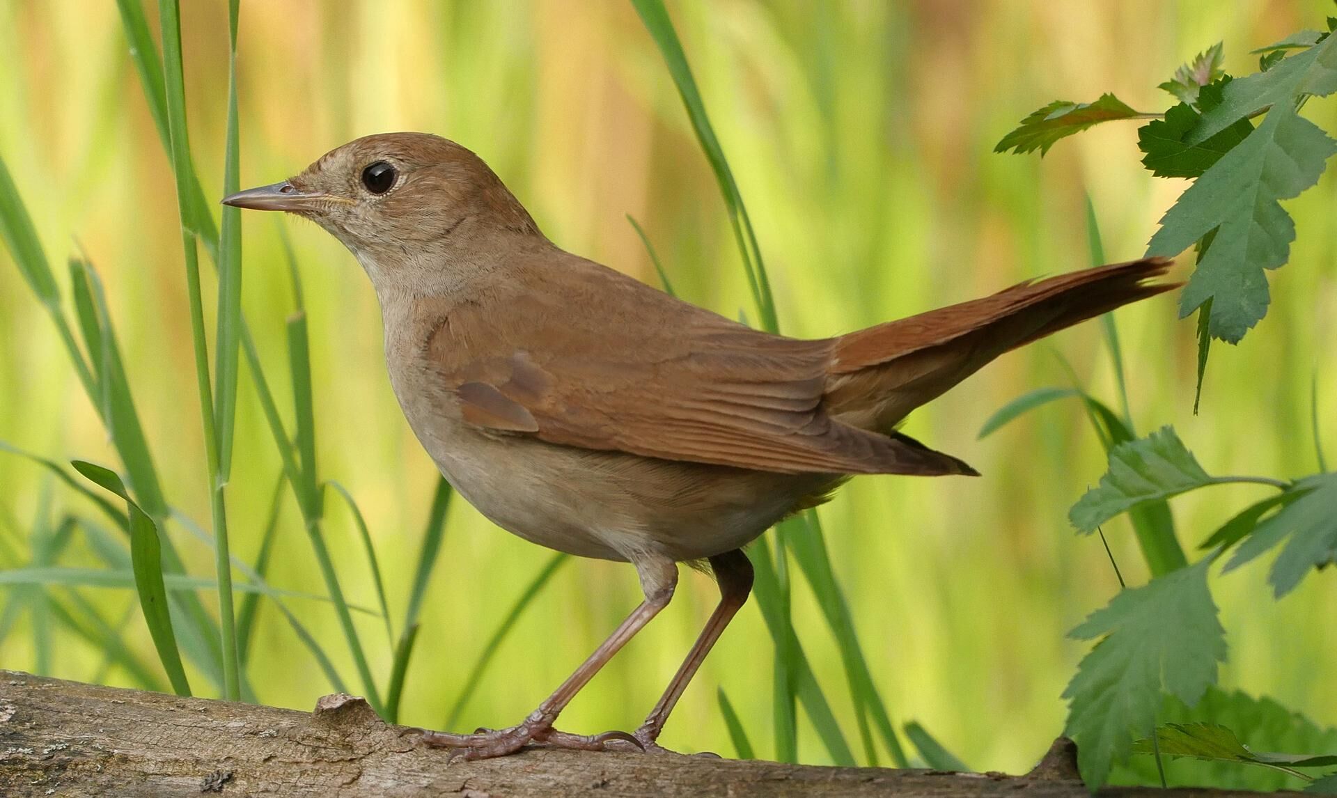 Common nightingale - Wikipedia