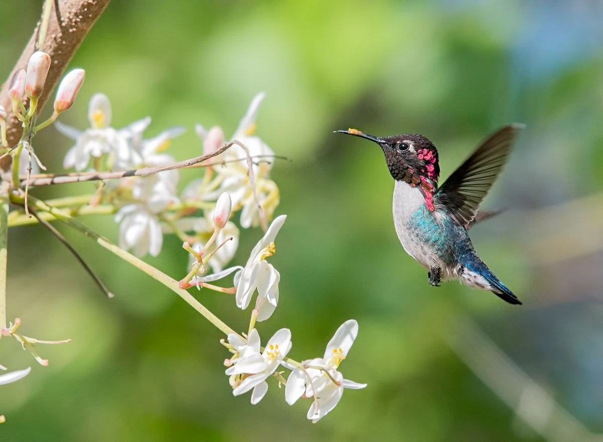 Bee Hummingbird | Project Zoo Wiki | Fandom