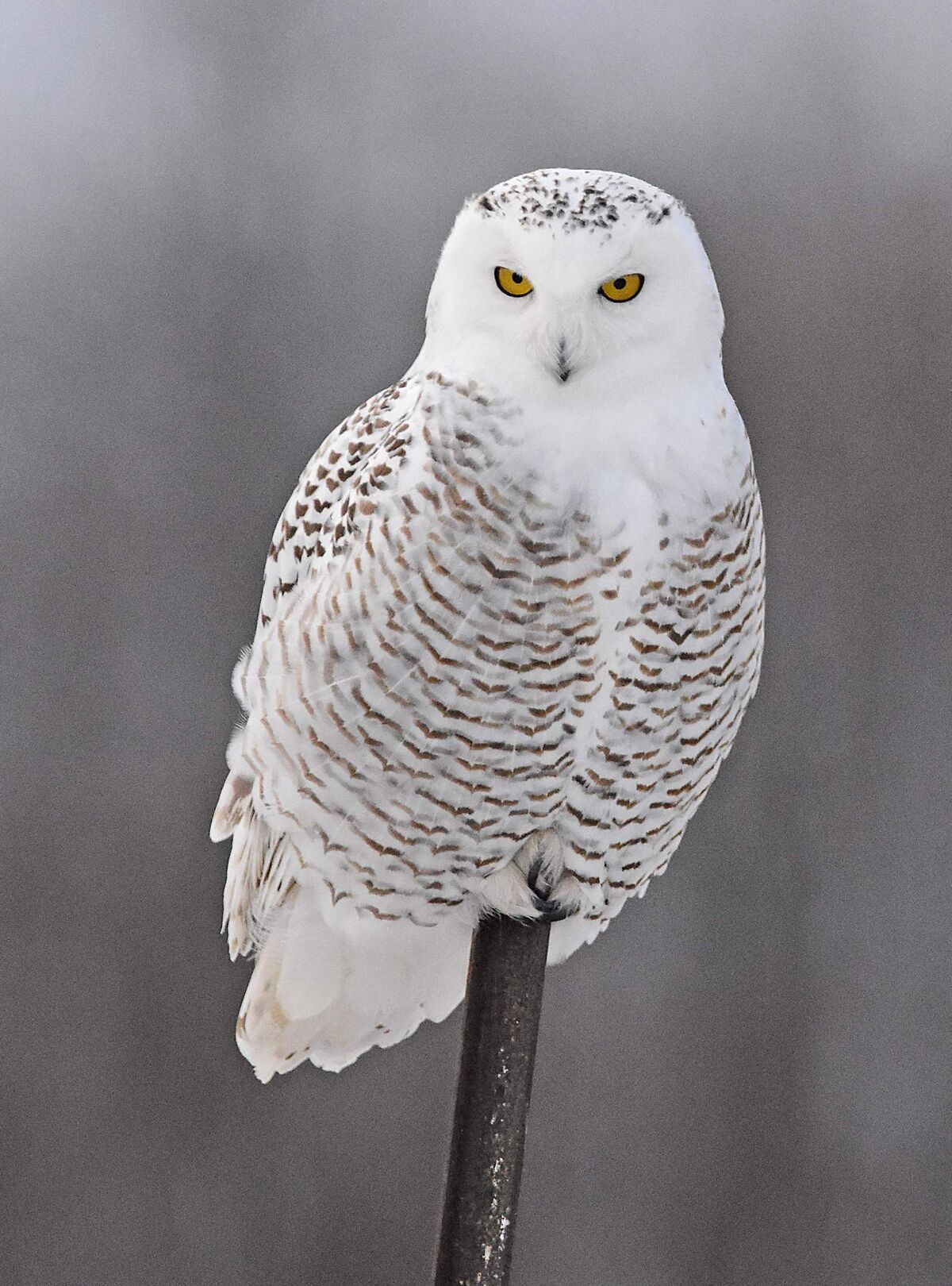 Snowy Owl | Project Zoo Wiki | Fandom