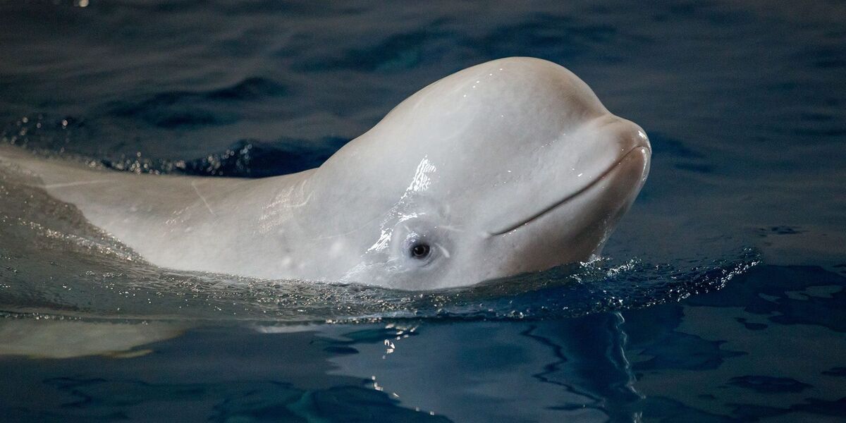 Beluga, Wikitubia