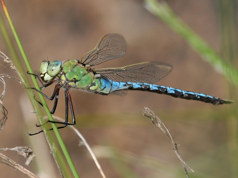 Emperor Dragonfly | Project Zoo Wiki | Fandom
