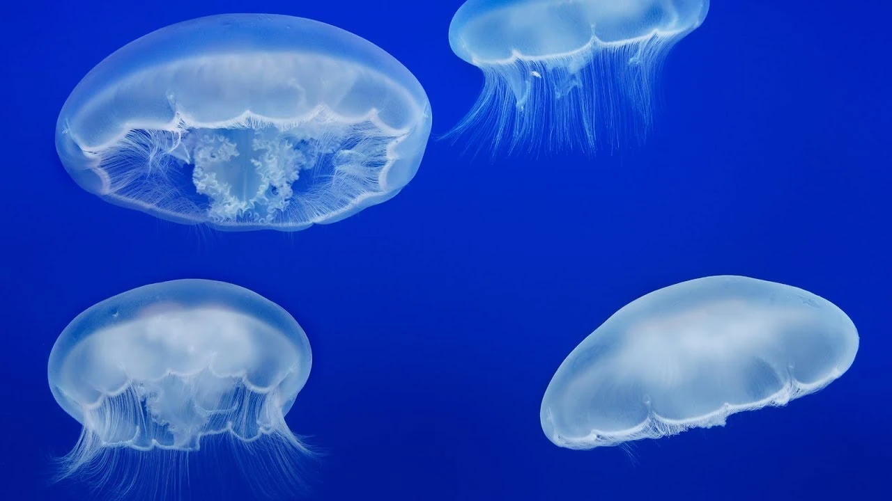 Moon Jellyfish | Project Zoo Wiki | Fandom