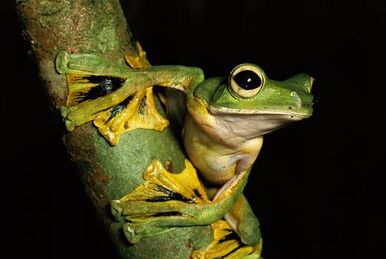 Argentine Horned Frog, Project Zoo Wiki