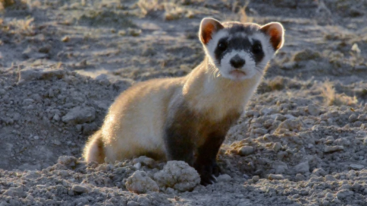 Blackfooted Ferret Project Zoo Wiki Fandom