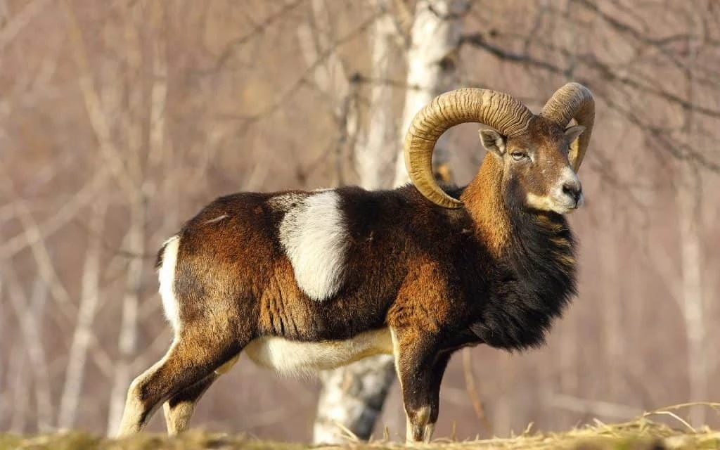 Mouflon | Project Zoo Wiki | Fandom