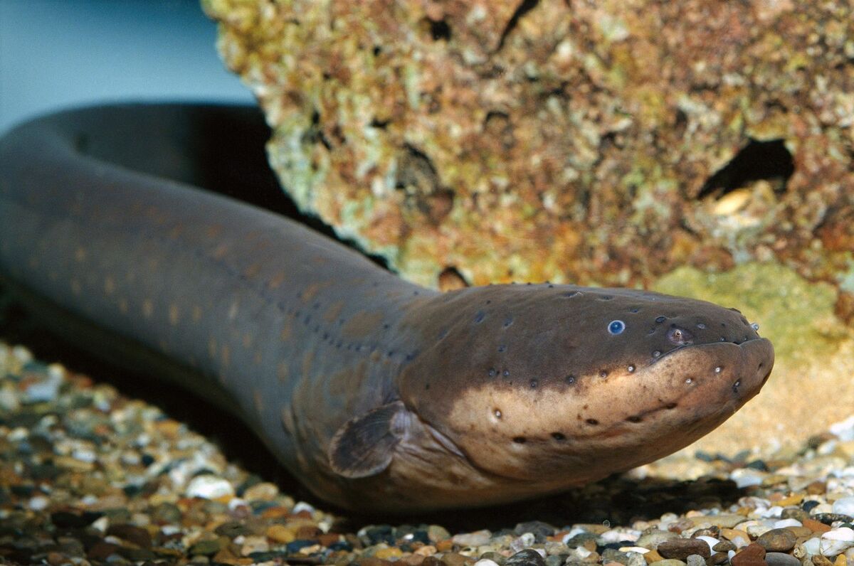Electric Eel | Project Zoo Wiki | Fandom