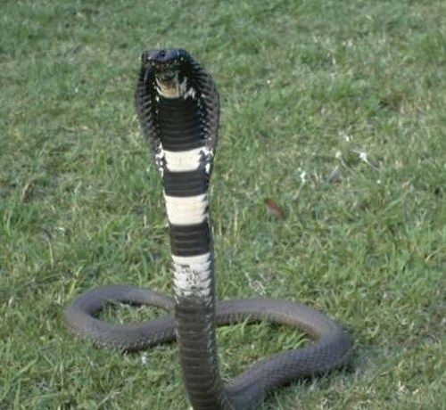 Venomous Rinkhals or Ring-necked spitting cobra, not a true cobra