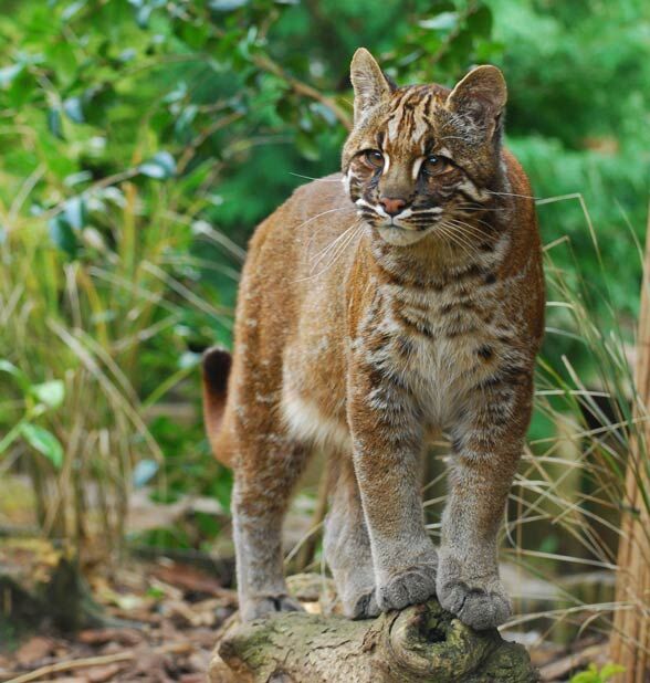 Asian golden cat - Wikipedia